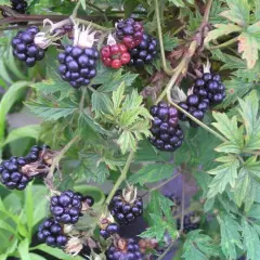 Mûre 'Thornless Evergreen' - Rubus fruticosus 'Thornless Evergreen'