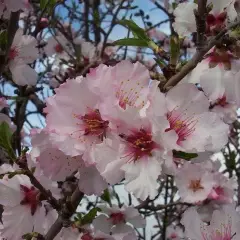 PRUNUS dulcis - Amandier