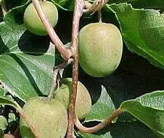 KIWI KIWAI arguta 'Issai' (autofertile) - ACTINIDIA arguta 'Issai'