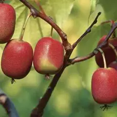 KIWI KIWAI arguta 'Ken's Red' (femelle) - ACTINIDIA arguta 'Ken's Red'