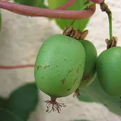 KIWI KIWAI arguta 'Weiki' (mâle) - ACTINIDIA arguta 'Weiki'