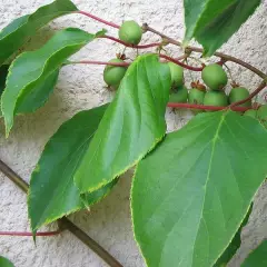 KIWI KIWAI arguta 'Weiki' (mâle) - ACTINIDIA arguta 'Weiki'