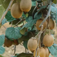 Kiwi femelle 'Hayward' (femelle) - Actinidia chinensis 'Hayward'