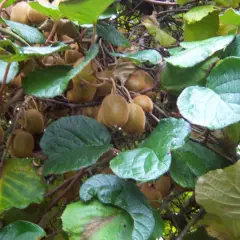 Kiwi femelle 'Hayward' (femelle) - Actinidia chinensis 'Hayward'