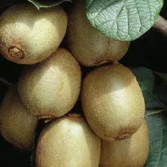 Kiwi femelle 'Hayward' (femelle) - Actinidia chinensis 'Hayward'