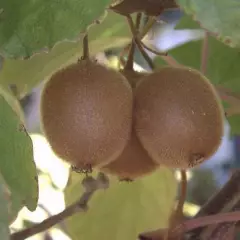 Kiwi femelle 'Hayward' (femelle) - Actinidia chinensis 'Hayward'