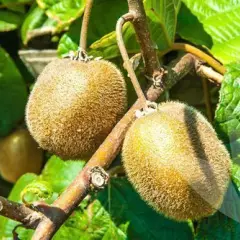 Kiwi 'Jenny' (autofertile) - Actinidia chinensis 'Jenny'