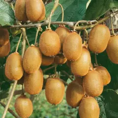 Kiwi 'Jenny' (autofertile) - Actinidia chinensis 'Jenny'