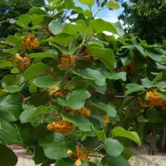 Kiwi 'Jenny' (autofertile) - Actinidia chinensis 'Jenny'