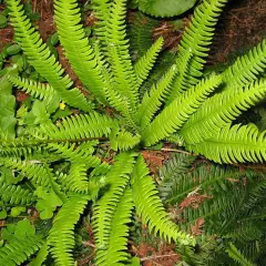 BLECHNUM spicant