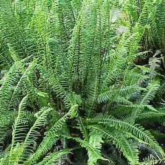 BLECHNUM spicant