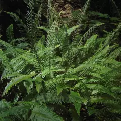 BLECHNUM spicant