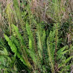 BLECHNUM spicant