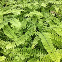 ADIANTUM pedatum 'Imbricatum'