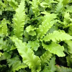 ASPLENIUM scolopendrium 'Angustifolia' - Fougère Scolopendre