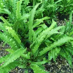 ASPLENIUM scolopendrium 'Angustifolia' - Fougère Scolopendre