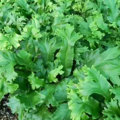 ASPLENIUM scolopendrium 'Cristata' - Fougère Scolopendre