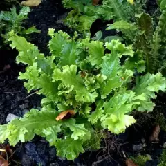 ASPLENIUM scolopendrium 'Cristata' - Fougère Scolopendre