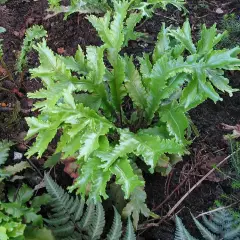 ASPLENIUM scolopendrium 'Cristata' - Fougère Scolopendre