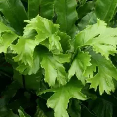 ASPLENIUM scolopendrium 'Cristata' - Fougère Scolopendre