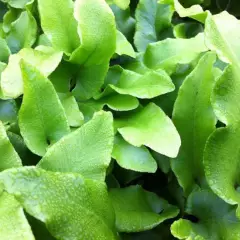 ASPLENIUM scolopendrium 'Undulatum' - Fougère Scolopendre