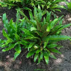 ASPLENIUM scolopendrium 'Undulatum' - Fougère Scolopendre