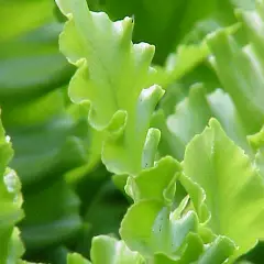 ASPLENIUM scolopendrium 'Undulatum' - Fougère Scolopendre