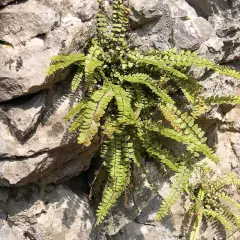 ASPLENIUM trichomanes - Fougère fausse capillaire