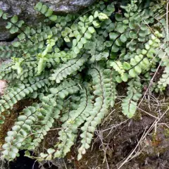 ASPLENIUM trichomanes - Fougère fausse capillaire