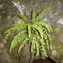 ASPLENIUM trichomanes - Fougère fausse capillaire