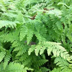 ATHYRIUM filix-femina - Fougère