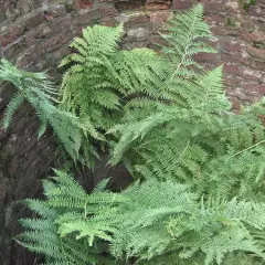 ATHYRIUM filix-femina - Fougère