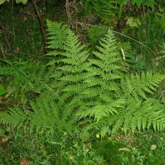 ATHYRIUM filix-femina - Fougère