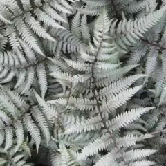 ATHYRIUM niponicum 'Metallicum' - Fougère