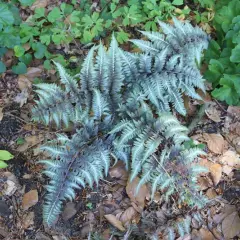 ATHYRIUM niponicum 'Metallicum' - Fougère