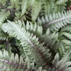 ATHYRIUM niponicum 'Metallicum' - Fougère