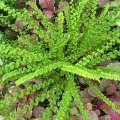 ATHYRIUM filix-femina 'Frizelliae' - Fougère