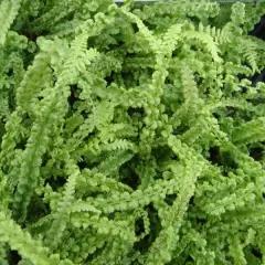ATHYRIUM filix-femina 'Frizelliae'