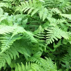 ATHYRIUM filix-femina 'Lady in Red' - Fougère