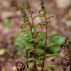 ATHYRIUM filix-femina 'Lady in Red' - Fougère