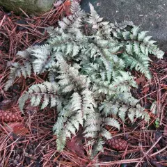 ATHYRIUM niponicum 'Burgundy Lace' - Fougère