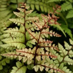 ATHYRIUM otophorum 'Okanum' - Fougère