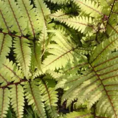 ATHYRIUM otophorum 'Okanum' - Fougère