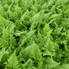 DRYOPTERIS affinis 'Cristata The King' - Fougère