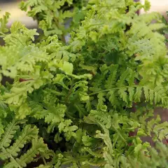 DRYOPTERIS affinis 'Cristata The King' - Fougère