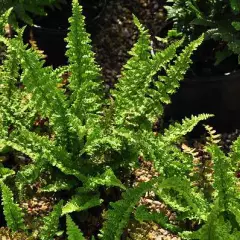 DRYOPTERIS affinis 'Pinderi' - Fougère