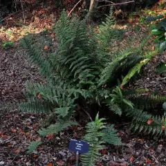 DRYOPTERIS affinis 'Pinderi' - Fougère