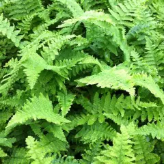 DRYOPTERIS affinis 'Crispa' - Fougère