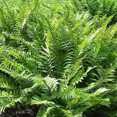 DRYOPTERIS affinis 'Crispa' - Fougère