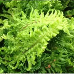 DRYOPTERIS affinis 'Crispa' - Fougère